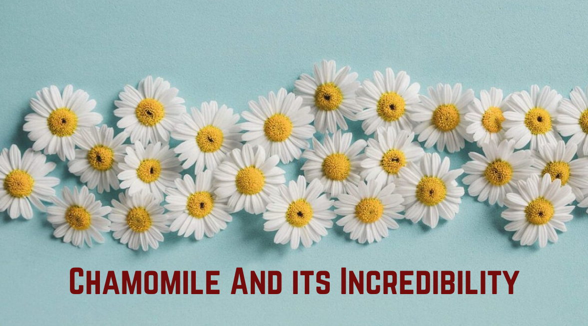 Advantages of Chamomile Tea for Skin Whitening Iba Cosmetics