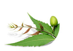 Neem Extract Used In Iba Products