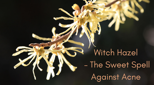 Witch hazel – the sweet spell against acne