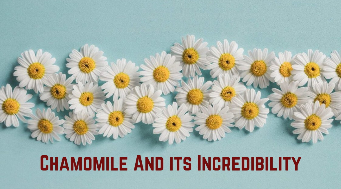 Chamomile and its incredibility