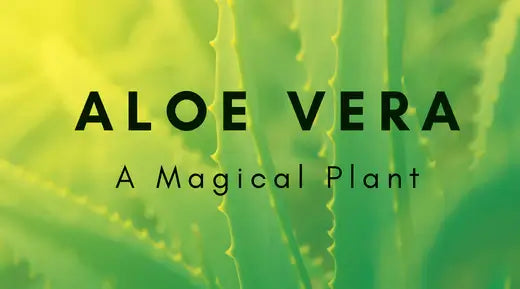 Aloe vera – a magical plant