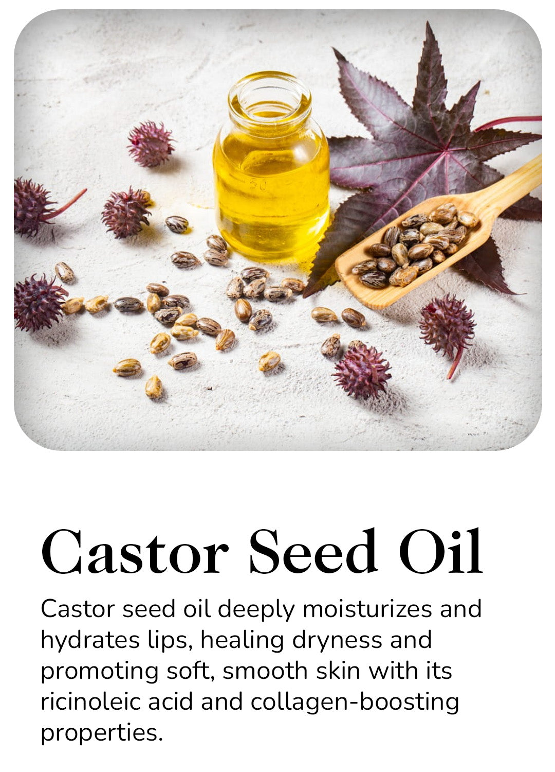 Castor Seed Oil