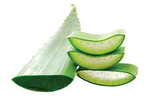 Aloe Vera Oil Used In Iba Products