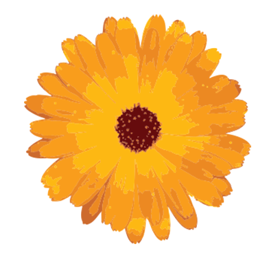 Calendula Flower Extract Used In Iba Products