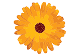 Calendula Flower Extract