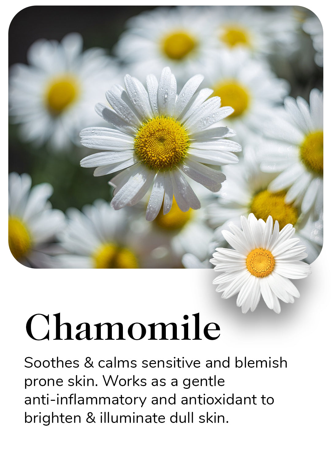 Chamomile