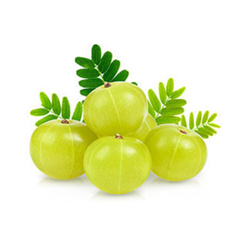 Gooseberry (Amla) Extract Used In Iba Products