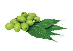 Neem Extract Used In Iba Products