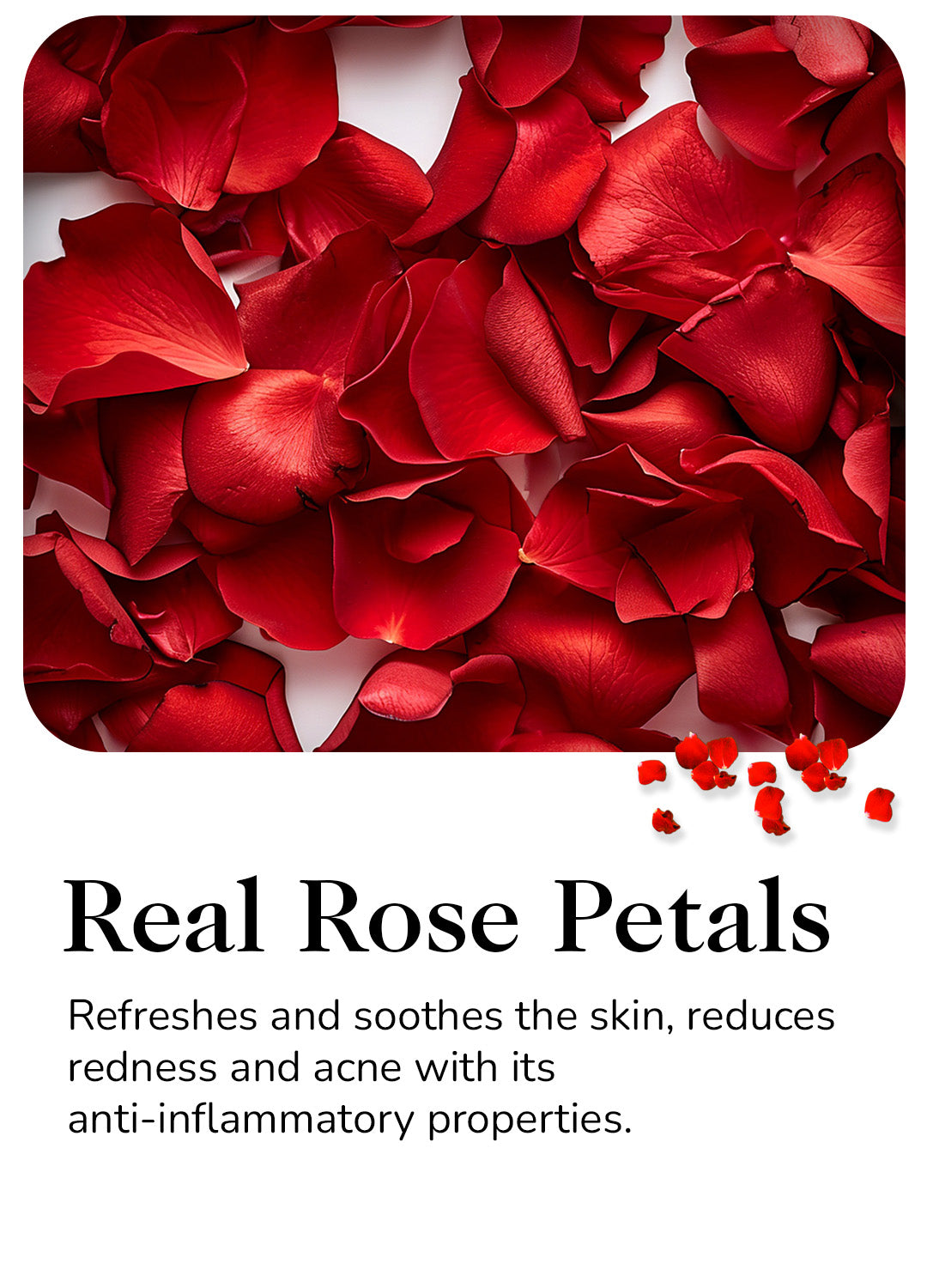 Real Rose Petals