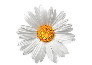 Chamomile Flower Extract Used In Iba Products