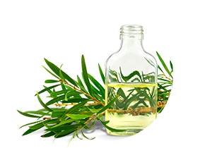Tea Tree Oil Used In Iba Products